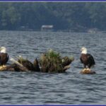 Elk Horn Landing